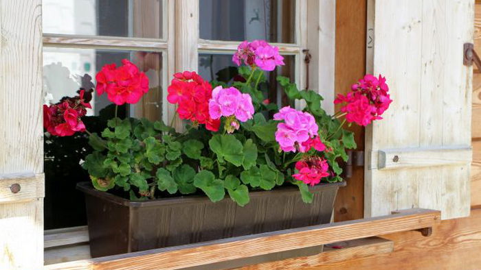 8 растений-оберегов, которые защитят ваш дом и семью от дурного глаза