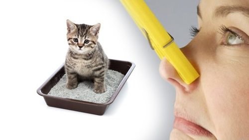 Как избавиться от запаха и пятен кошачьей мочи