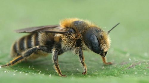8 вещей, которые категорически нельзя делать после укуса пчелы