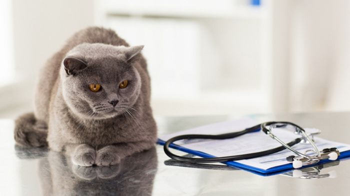 УЗИ для кошек: показания и особенности процедуры