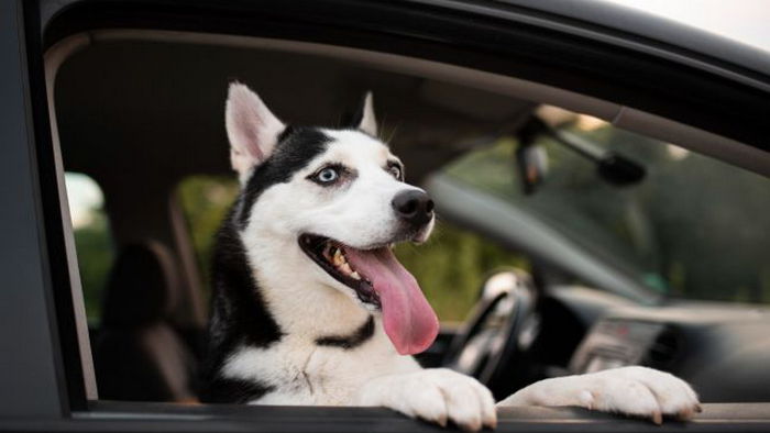 Почему нельзя разрешать собакам высовывать голову из окна машины
