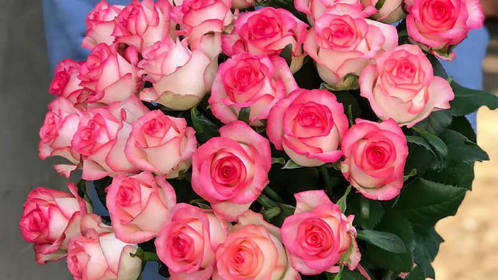 Как посадить розу из букета: 5 советов, как вырастить новый букет