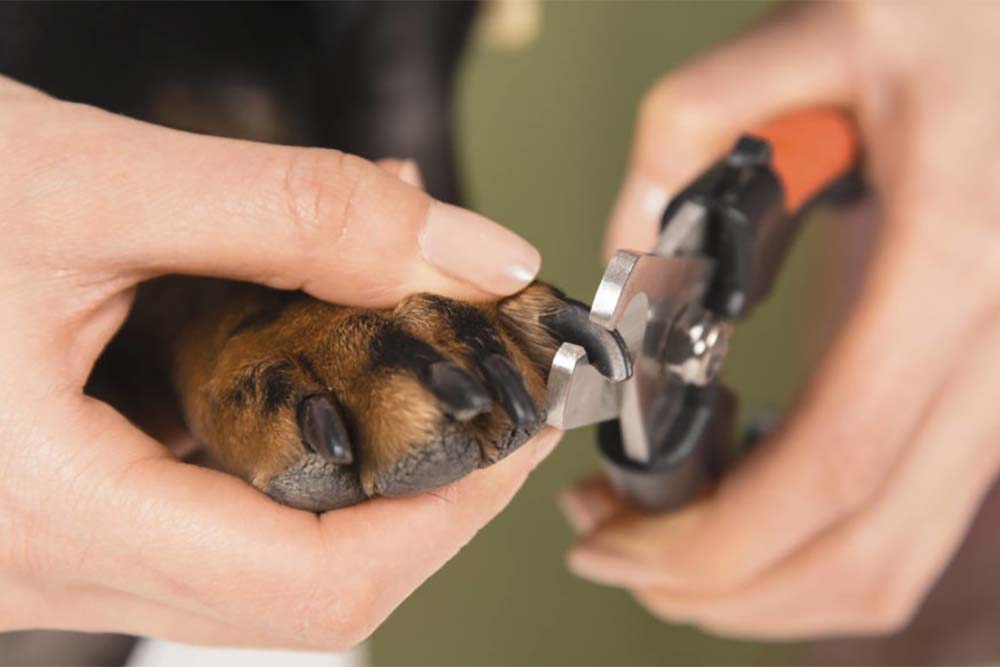 Как подстричь собаке когти и чем?
