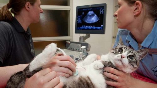 УЗИ для кошек: показания и особенности процедуры