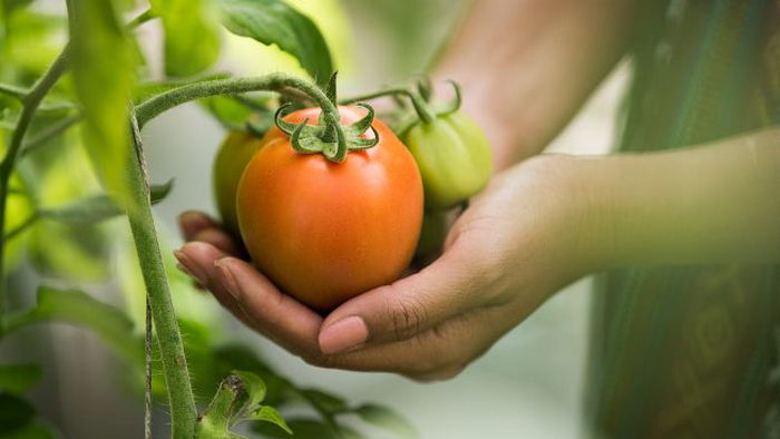 Подкормите этим в июле помидоры и соберете тройной урожай