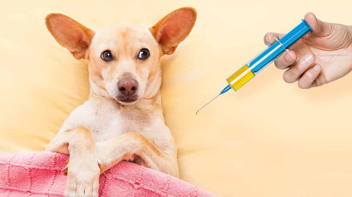 Когда вакцинировать собаку: не пропустите эти прививки