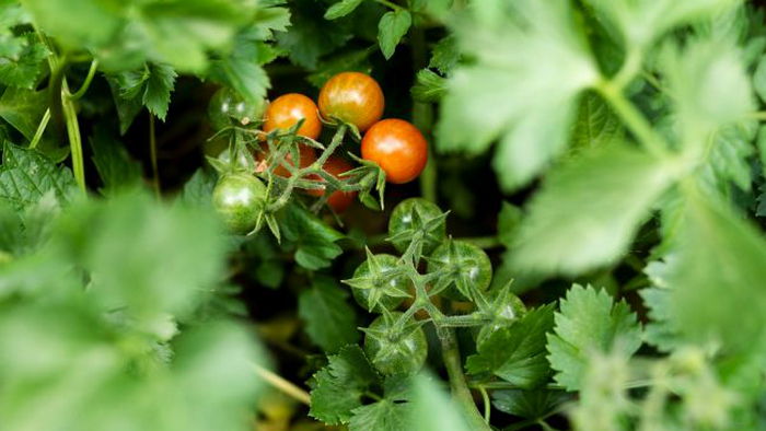 Что сделать, чтобы помидоры быстрее созревали: надежный способ от огородницы