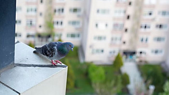 Как отпугнуть голубей от вашего балкона: самые простые и доступные способы
