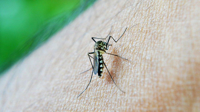 Врач рассказала о серьезной реакции на укусы комаров: кому угрожают кровопийцы