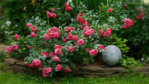 Не сажайте эти растения рядом с розами: список «плохих соседей»