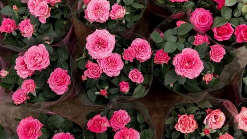 Как ухаживать за розами, чтобы радовали долгое время: советы садоводов