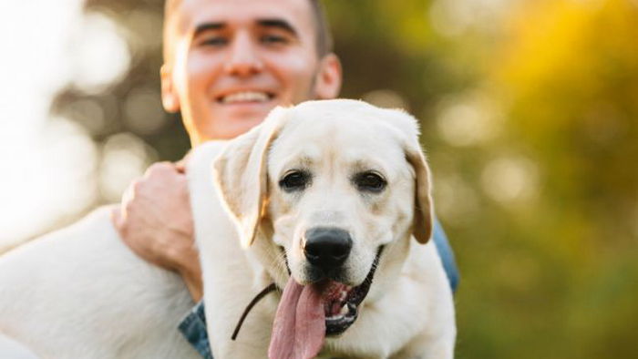 Приводит к потере зрения: какой болезнью можно заразиться от домашних животных