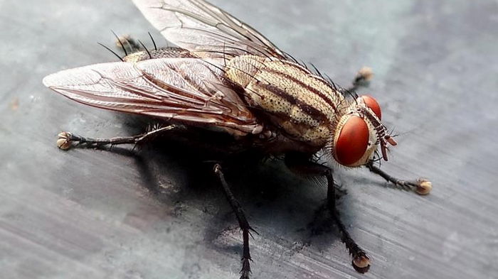 Как избавиться от мух в доме: проверенный французский метод