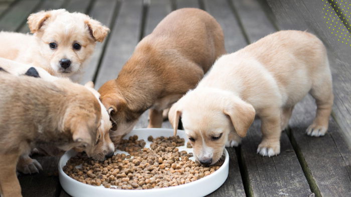 Как кормить животных со светлой шерстью: советы от ветеринара