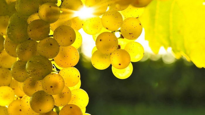 Чем полезен виноград: 8 научно подтвержденных преимуществ употребления ягод