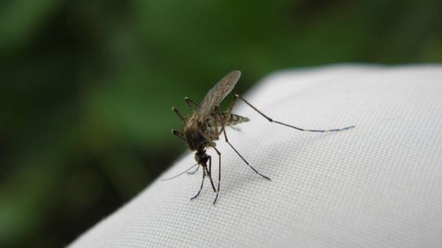 Просто дайте им это понюхать: 5 безопасных способов, как избавиться от комаров
