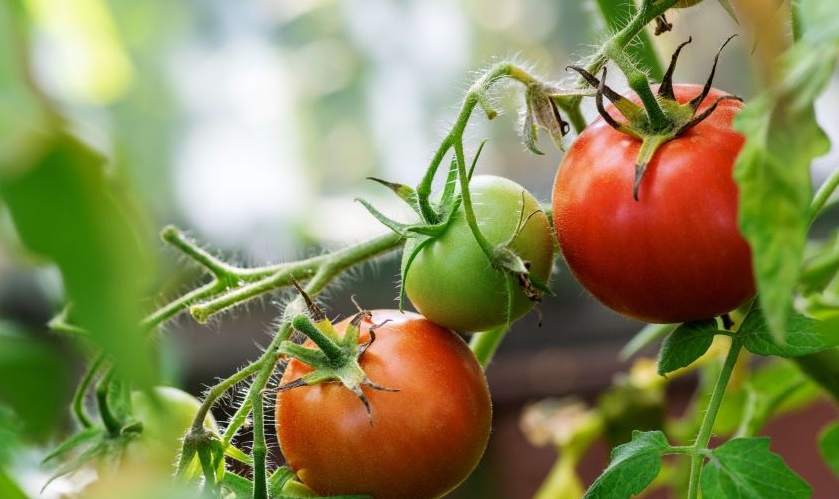Очень просто, но это работает: как спасти помидоры в жару