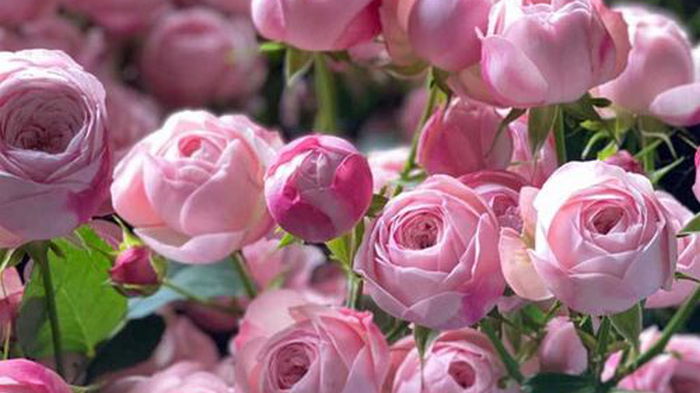 Лучшие «соседи» для роз: высадите их прямо сейчас и удивитесь