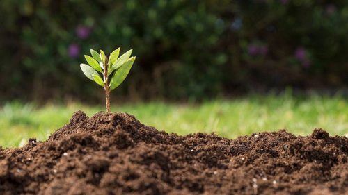 Как улучшить качество почвы перед посадкой растений