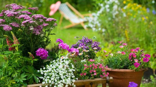 5 видов цветов, которые прямо сейчас украсят ваш сад яркими красками