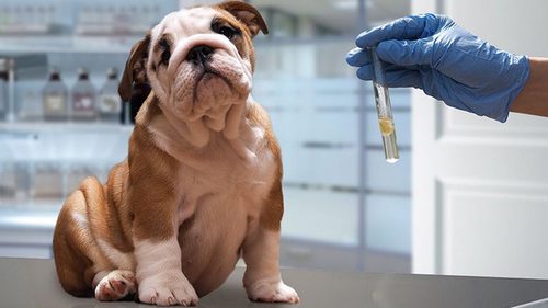 Вакцинация собак: почему нужна и от чего защищает