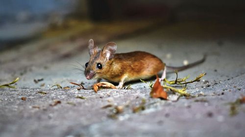 Разбросайте тряпки по всему огороду — и мыши забудут дорогу к нему навсегда: проверенное средство