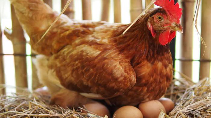 Чтобы куры несли много яиц зимой: 6 советов для владельцев птиц