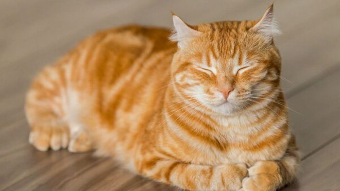Как понять, есть ли глисты у кота: симптомы и методы борьбы