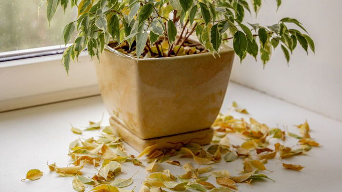 Почему на фикусе осыпаются листья: 5 основных причин и как это предотвратить