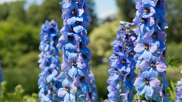 Самый популярный цветок в Британии: как ухаживать за любимым растением короля Чарльза