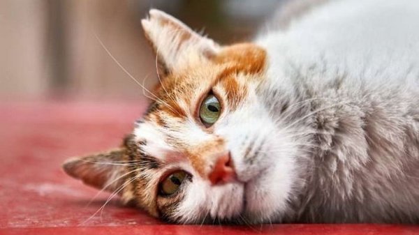 10 причин, почему, по мнению ученых, нужно завести кота