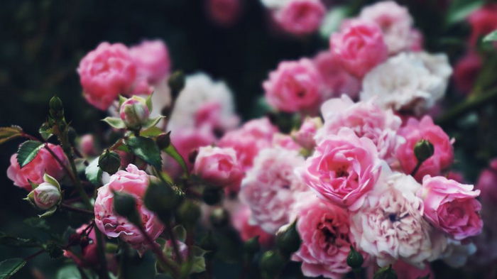Украсьте свой двор: список цветов, которые стоит посадить возле дома