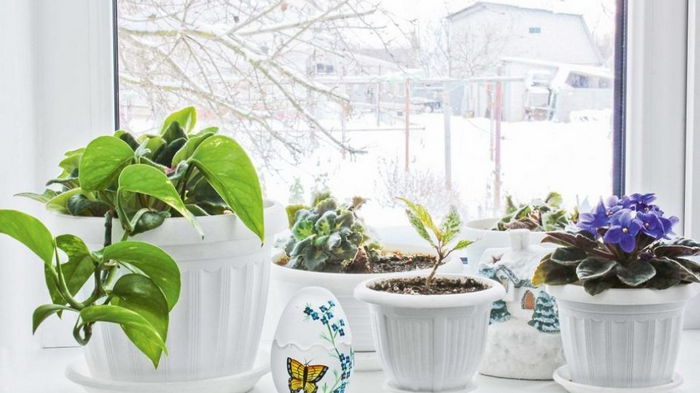 Пора доставать удобрения: эти комнатные растения не зацветут без зимних подкормок