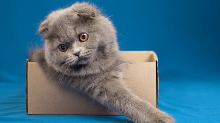 Почему коты так любят картонные коробки: об этих причинах вы даже не думали