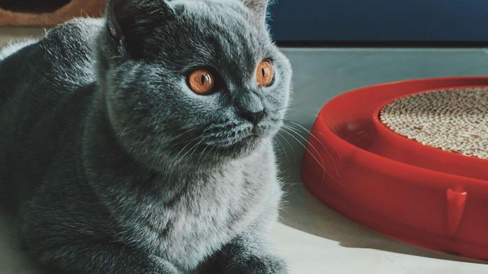 Уксус, сода и хозяйственное мыло: как быстро и надолго избавиться от неприятного запаха в кошачьем лотке