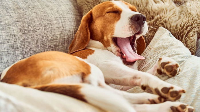 Что поза вашей собаки во время сна может рассказать об ее личности, здоровье и характере