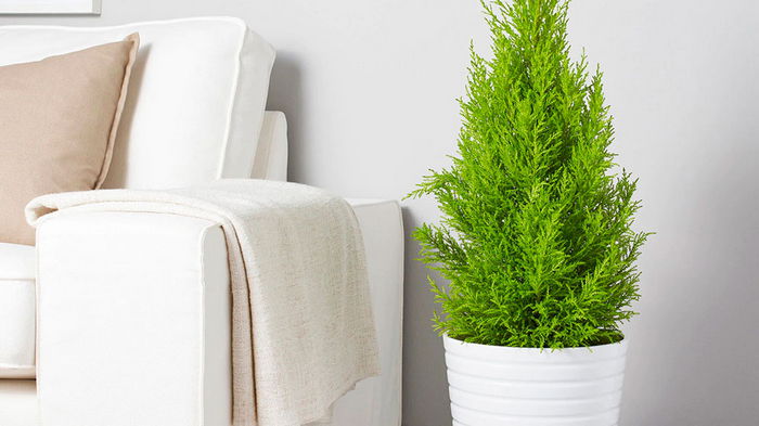 Чем заменить елку на Новый год: какие комнатные растения пригодятся для этого