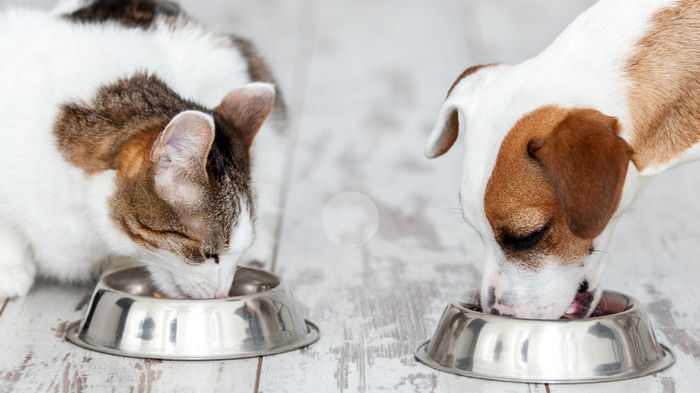 Мясо в рационе кошек и собак: ветеринар назвала преимущества и недостатки такого питания