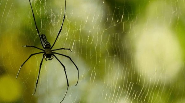 Как избавиться от пауков дома: простые способы лишиться «непрошенных гостей»