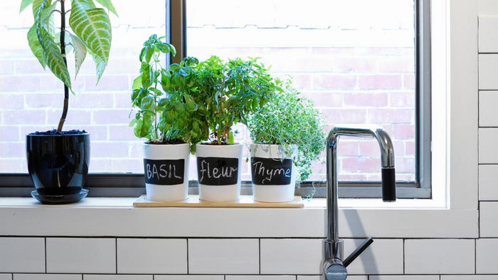 Красиво, ароматно, полезно: 3 лучших комнатных растения для кухни