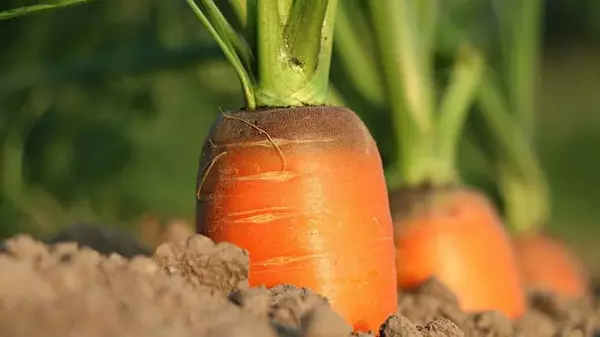 Когда сеять морковь весной 2024: точные сроки по лунному календар...