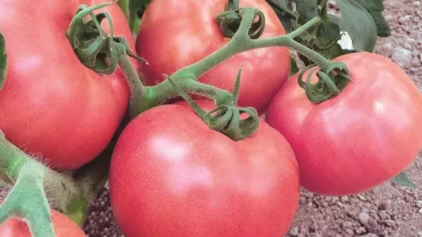 Этот сорт помидоров всегда обильно плодоносит: неприхотлив в уход...