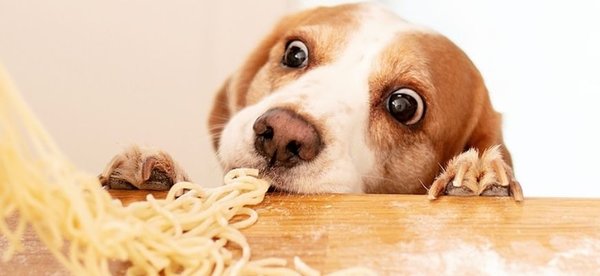 Можно ли собакам давать макароны: прислушайтесь к советам ветерин...
