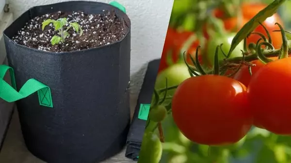 Как вырастить рассаду помидоров в пакетах: легкий способ, который покорит ваше сердце