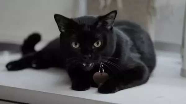 Черный кот в доме: приметы, интересные факты, которые точно вас удивят