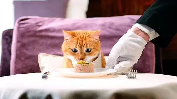 Как правильно кормить кота, сколько раз в день давать корм