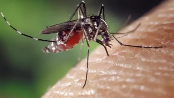 2 самодельные ловушки для комаров, которые действительно работают