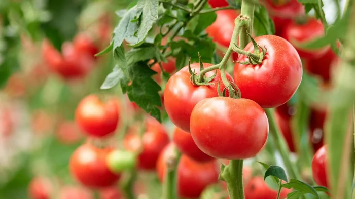 Не делайте так: три главные ошибки при посадке томатов