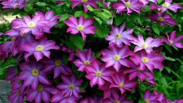 Неприхотливые цветы для клумбы, дачи: какие растения рекомендует посадить садовник Чарльза III
