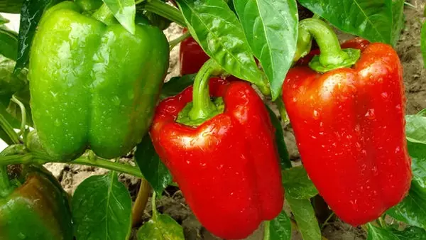 Где лучше посадить перец: овощи вырастут мясистыми и крупными